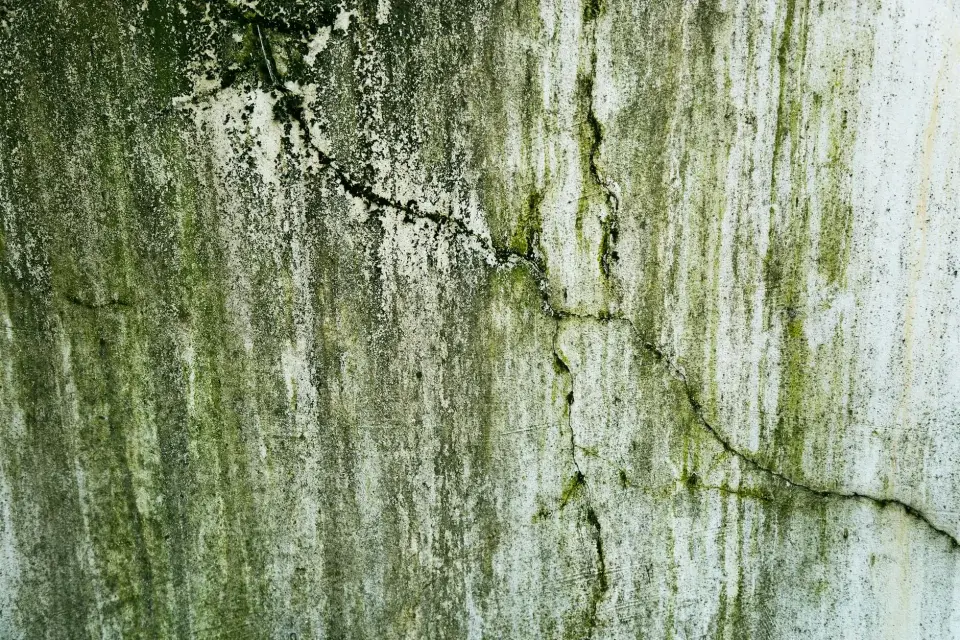 Our Commitment to a Mold-Free Burlington